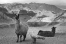 Argentinie, lamas in de Andes